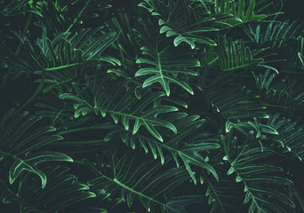 Tropical leaves background,jungle leaf - obrazy, fototapety, plakaty