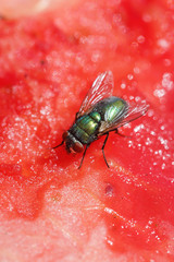mouche commune (musca domestica) mangeant une pastèque