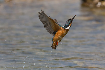 Martin pescatore in volo sul fiume (Alcedo atthis)