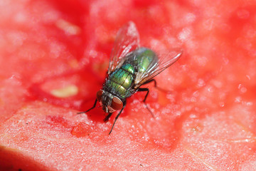 mouche commune ( musca domestica) mangeant une pastèque