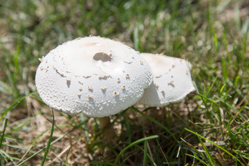 Cute penny mushroom is growing in the grass.