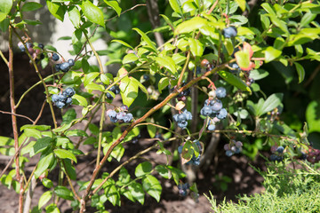 Blueberry fruit  blueberries in the orchard