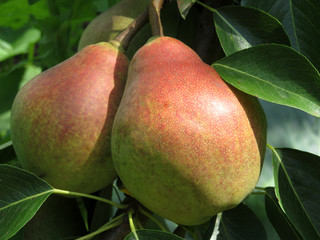 Ripe pears on a tree branch. Pears hanging in the summer orchard, close-up