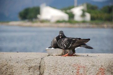 Obraz premium Pigeons having lunch in guanabara bay