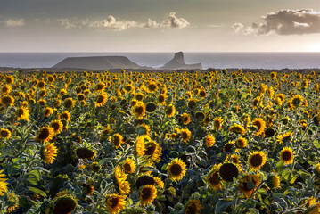 A field of sunflowers at Rhossili and Worms Head, Gower peninsula, Swansea, UK  