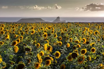 Wall murals Sunflower A field of sunflowers at Rhossili and Worms Head, Gower peninsula, Swansea, UK  