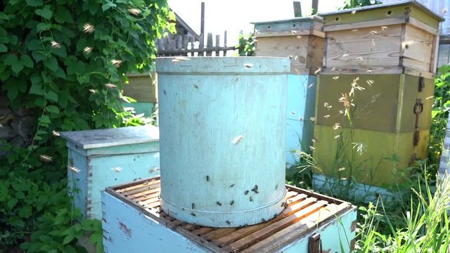 bees swarm. trap for bees. The beekeeper caught the bees. beekeeper works in the apiary.