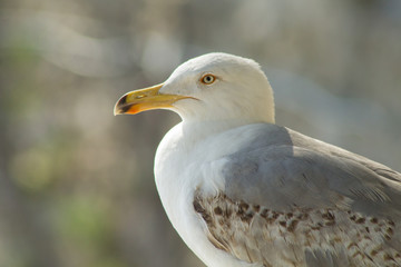 gabbiano