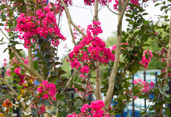 Beautiful flowers blooming in garden