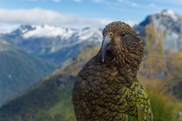 Kea Papagei im Fjordland-Gebirge