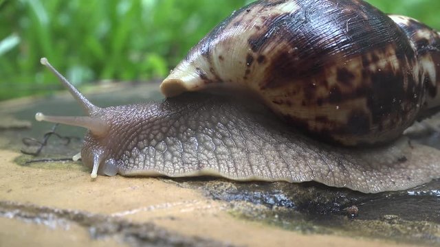 Grape snail crawls on a wet stone after rain