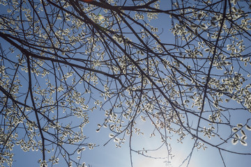 Obraz premium spring blossoms and leaves on birch trees on blur background