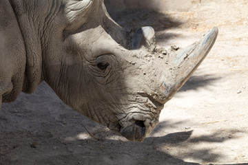 Obraz premium White rhino 3