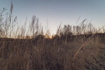 Obraz premium spring blossoms and leaves on birch trees on blur background