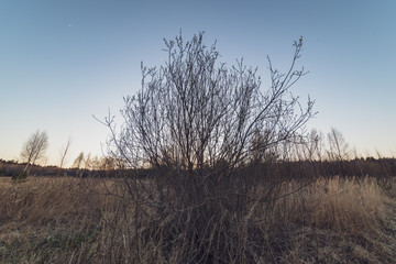 spring blossoms and leaves on birch trees on blur background