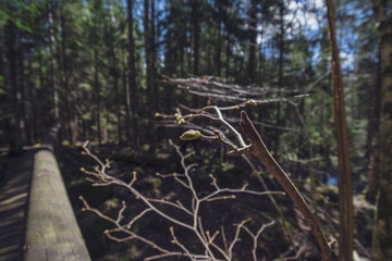 Fototapeta premium spring blossoms and leaves on birch trees on blur background