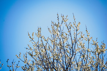 spring blossoms and leaves on birch trees on blur background