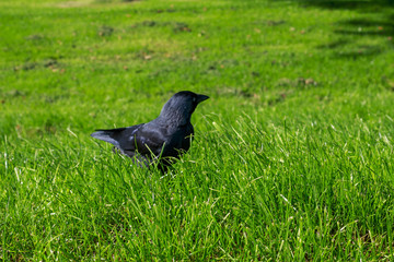 Black bird