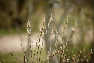 spring blossoms and leaves on birch trees on blur background