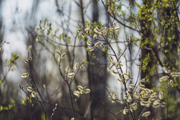 spring blossoms and leaves on birch trees on blur background