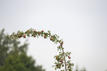 A red-backed shrike sits on a branch
