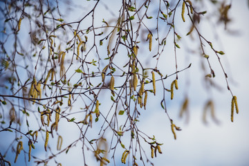 spring blossoms and leaves on birch trees on blur background