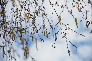 spring blossoms and leaves on birch trees on blur background