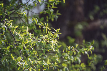 spring blossoms and leaves on birch trees on blur background