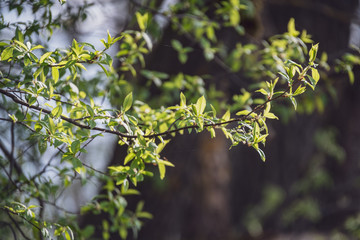 spring blossoms and leaves on birch trees on blur background