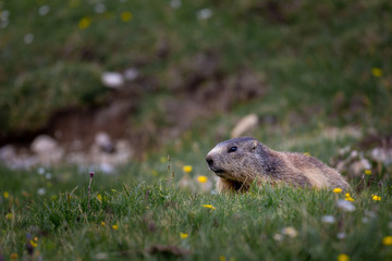 Murmeltier in freier Natur, Gebirge