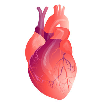 Vector realistic Human heart