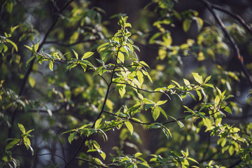 spring blossoms and leaves on birch trees on blur background