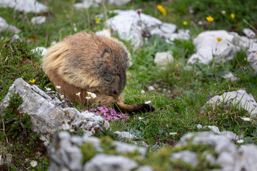 Murmeltier in freier Natur, Gebirge