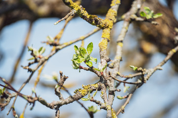 spring blossoms and leaves on birch trees on blur background