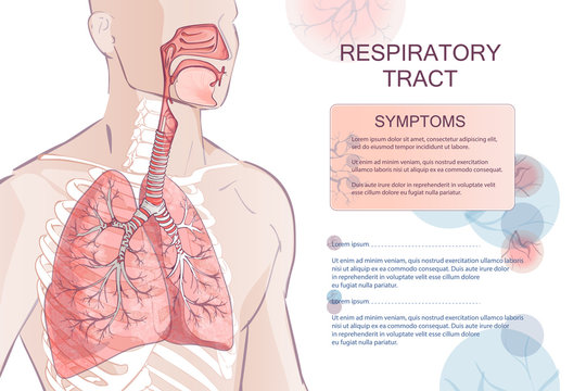 vector human Respiratory System