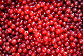 organic red currant, summer background, texture of juicy ripe vitamin berries