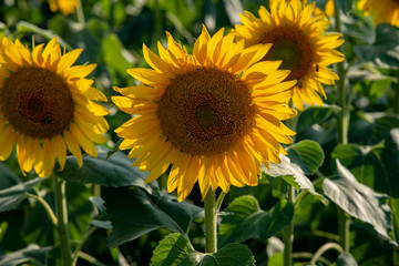 Obraz premium Sun flower Field during sunset hour