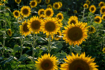 Sun flower Field during sunset hour