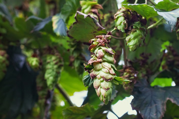 Growing green hops on a farm for brewing beer and for other food production.