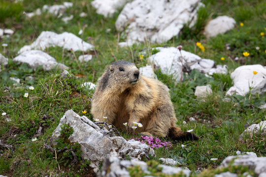 Murmeltier in freier Natur, Gebirge