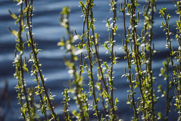 spring blossoms and leaves on birch trees on blur background