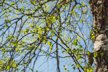 spring blossoms and leaves on birch trees on blur background