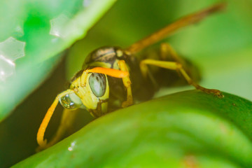 wasp close up macro