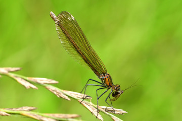 Dragonfly hunting for mosquito and eating a fly