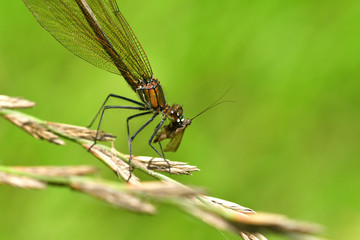 Dragonfly hunting for mosquito and eating a fly