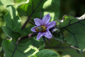 aubergine flower fiore melanzana