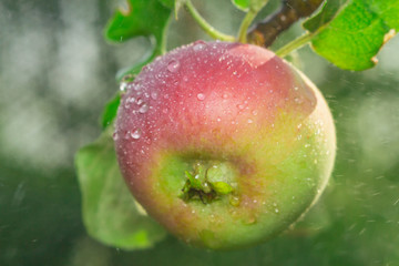 Apple close-up drops