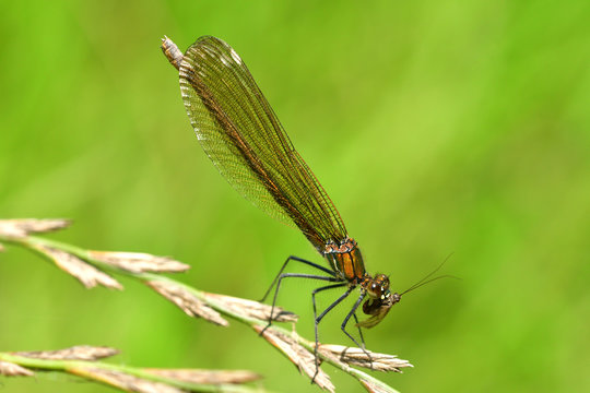 Dragonfly hunting for mosquito and eating a fly