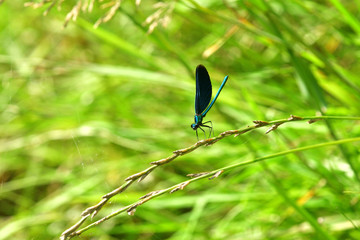 Dragonfly sitting on the grass near the water