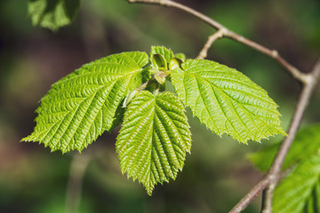 spring blossoms and leaves on birch trees on blur background